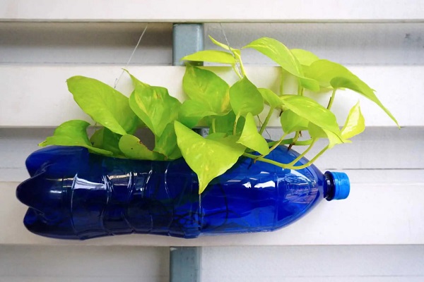 Cách tái chế chai nhựa để trồng cây